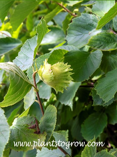 American Hazelnut (Corylus americana)